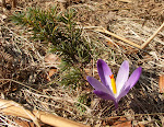 03-05 šafrán karpatský
