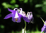 05-07 orlíček obecný