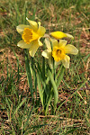 Narcis
