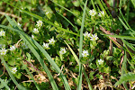 03 -10 ptačinec žabinec