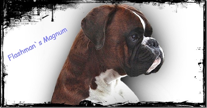 Magnum