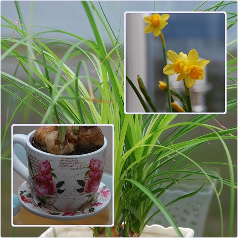 [blomst[5].jpg]