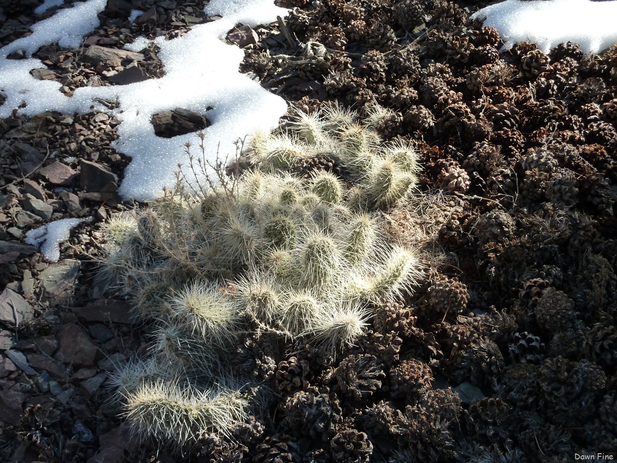 [wildrose hike and charcoal kilns_083[2].jpg]
