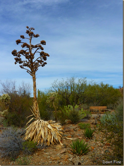 Desert museum_115