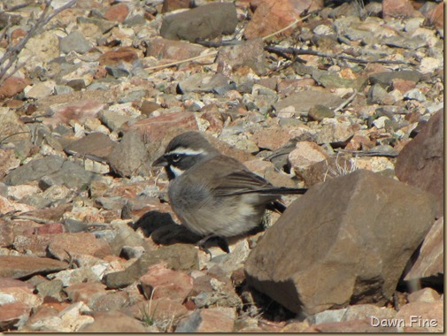 DESERT MUSEum_015