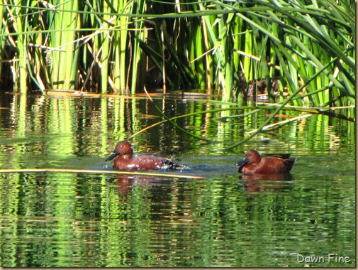 sweetwater wetlands_044