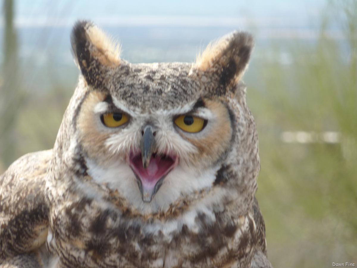[Desertmuseum_082.jpg]