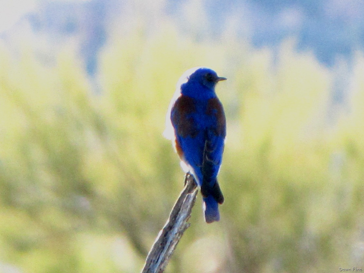 [bird walk catalina state park_020[17].jpg]