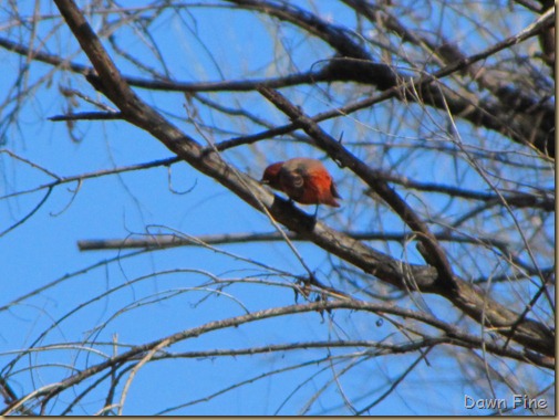 patagonia birding and more_007