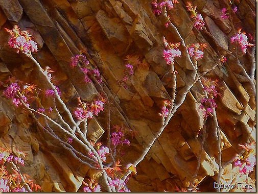 Cat tail Falls_036