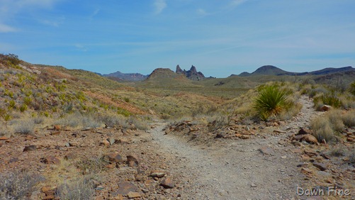 [mule ears_003[1].jpg]