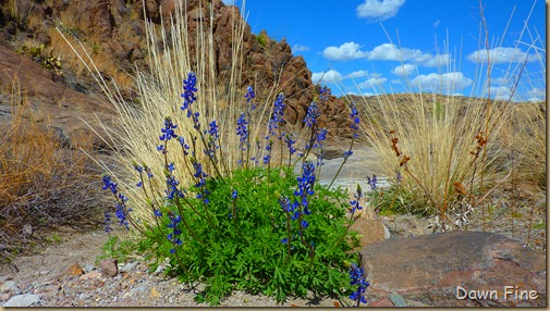 Big Bend Ranch State park_094