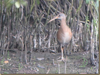 Padre Island birding_074