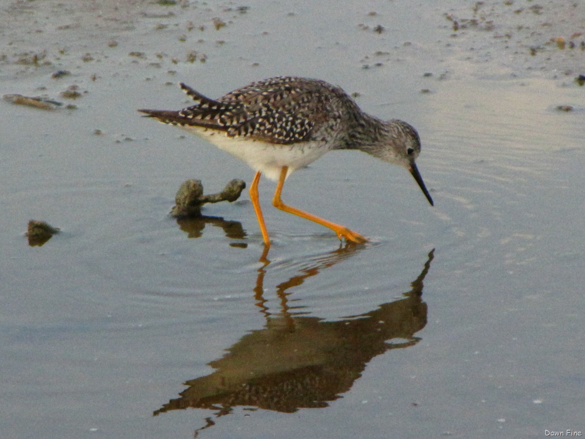 [Birdfalloutpadre_1082.jpg]