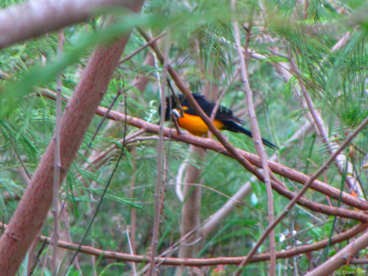 [falloutbirdspadreisland_1021.jpg]