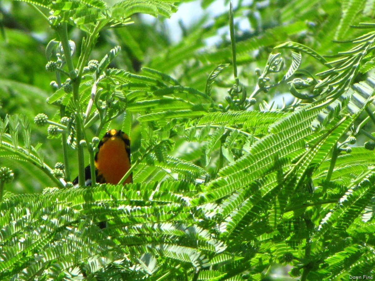 [FALLOUTBIRDING_0702.jpg]