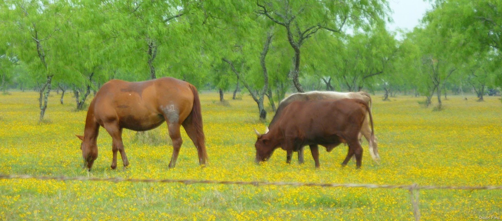 [yellow flower farm_014.jpg]