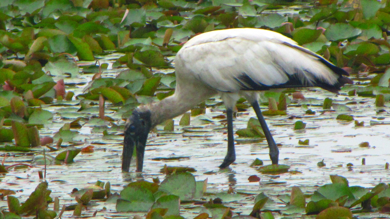 [Estero Llano_016[3].jpg]