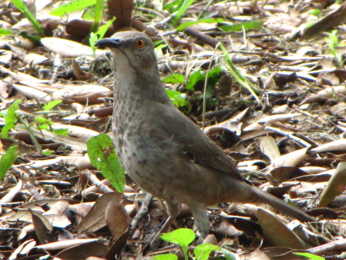 [Estero Llano_079[3].jpg]