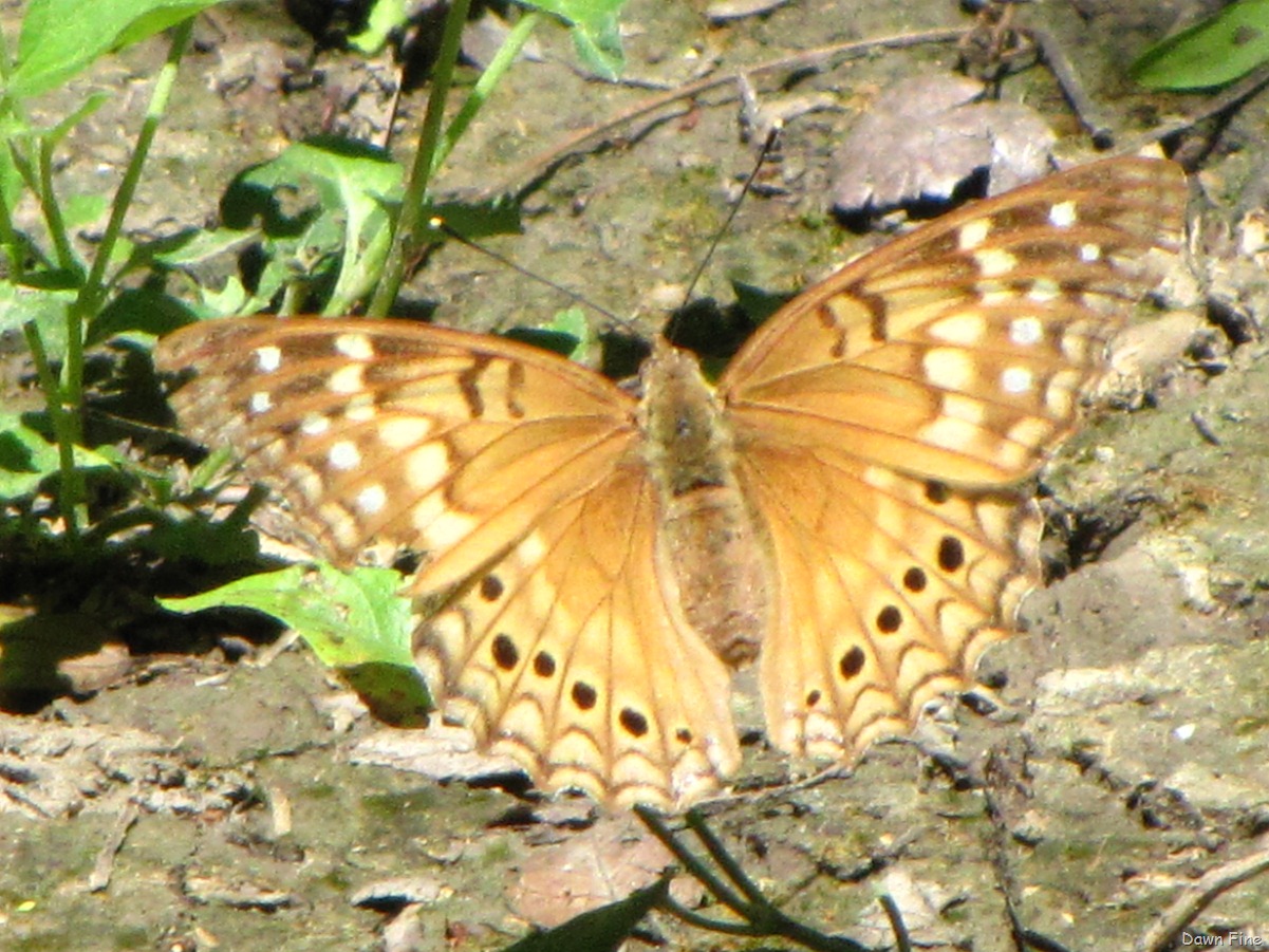 [santaanaandquintamatzatlan_1016.jpg]