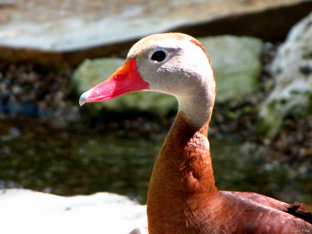 [bigsitbirds_0184.jpg]