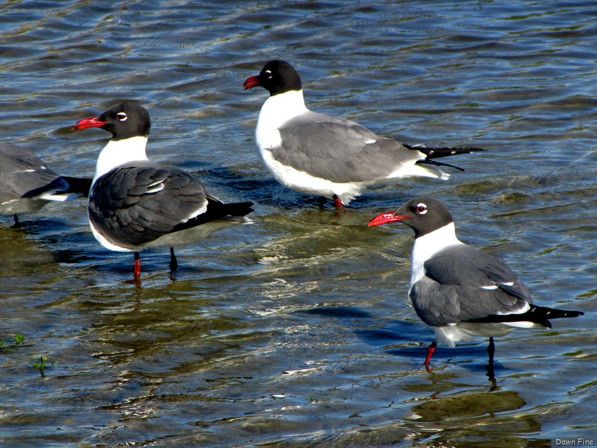 [bigsitbirds_0374.jpg]