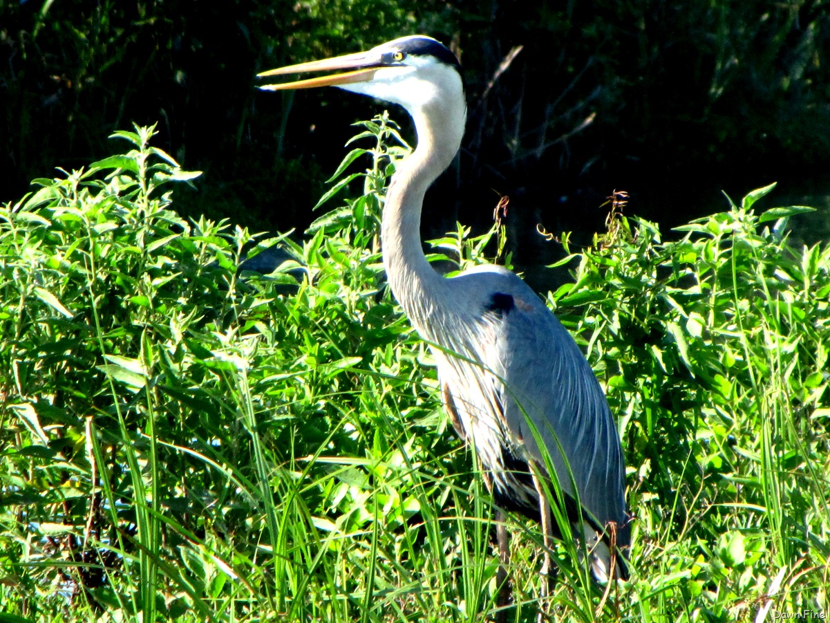 [bigsitbirds_0504.jpg]