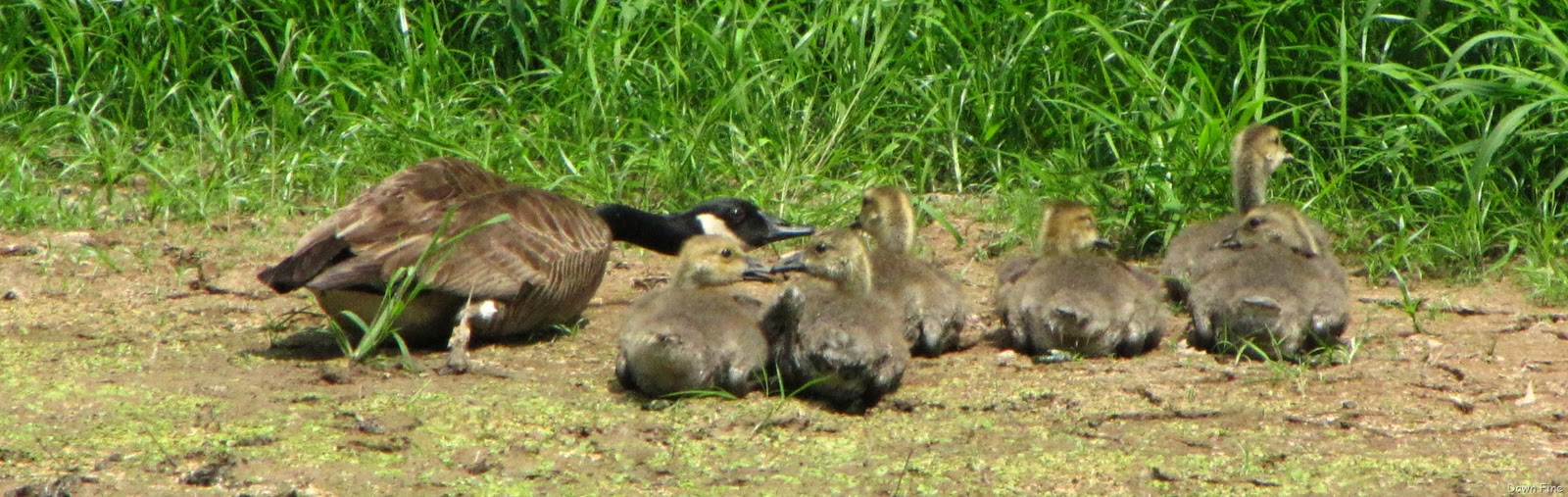 [Pee Dee NWR_080[2].jpg]