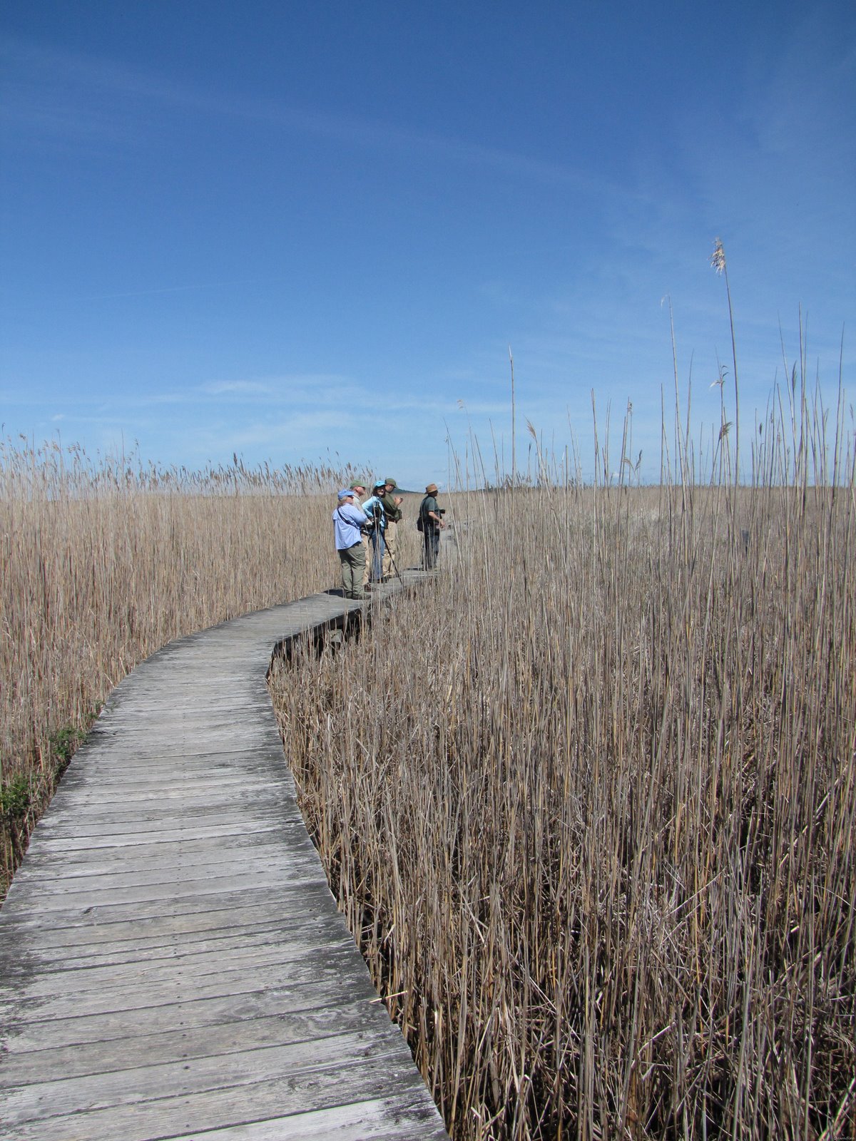 [Birders who Blog, Tweet and Chirp_20090613_032[2].jpg]