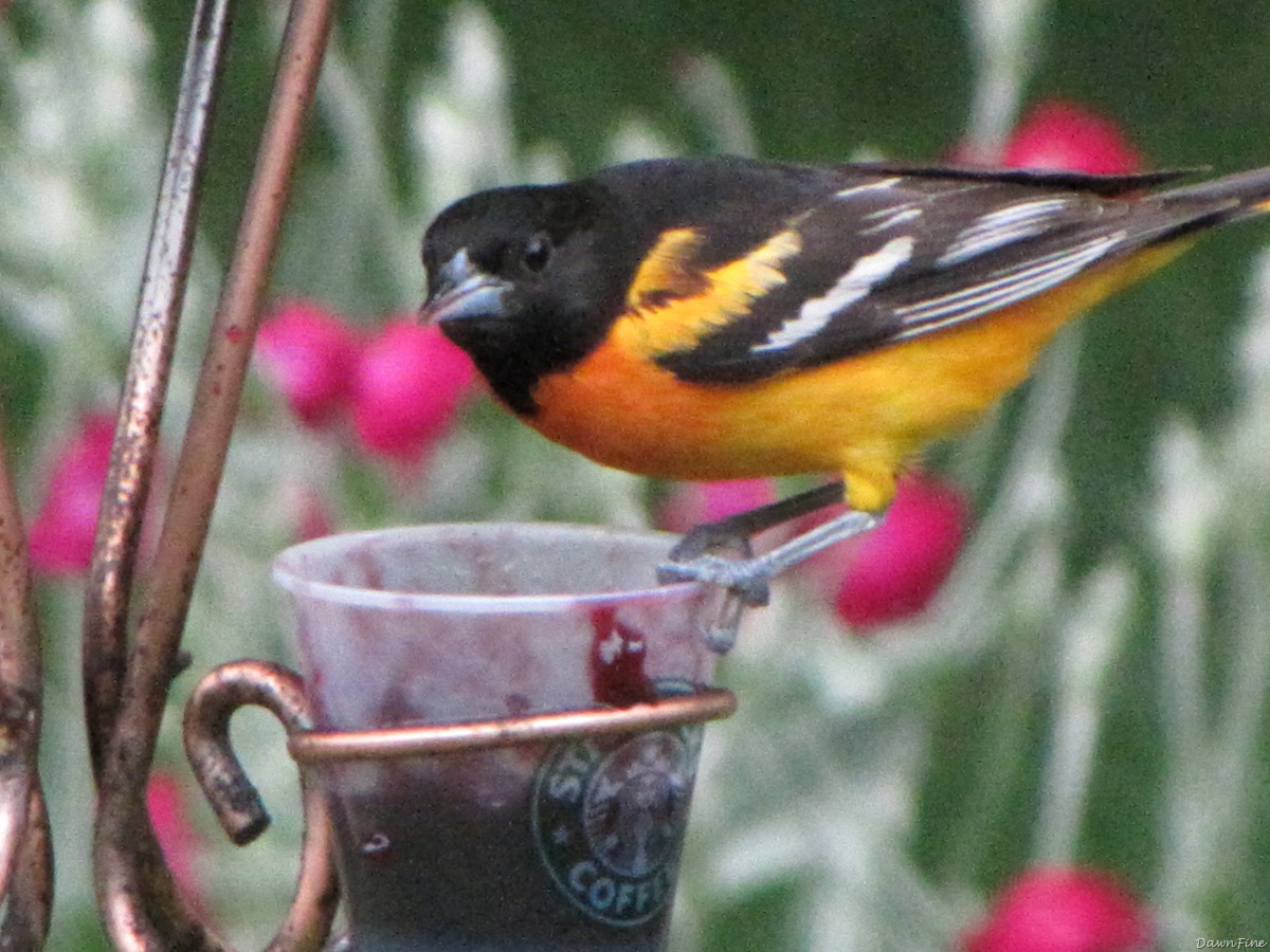 [birdsatfeeder_20090624_0492.jpg]
