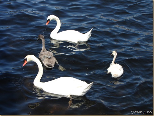 Swans_20090712_003