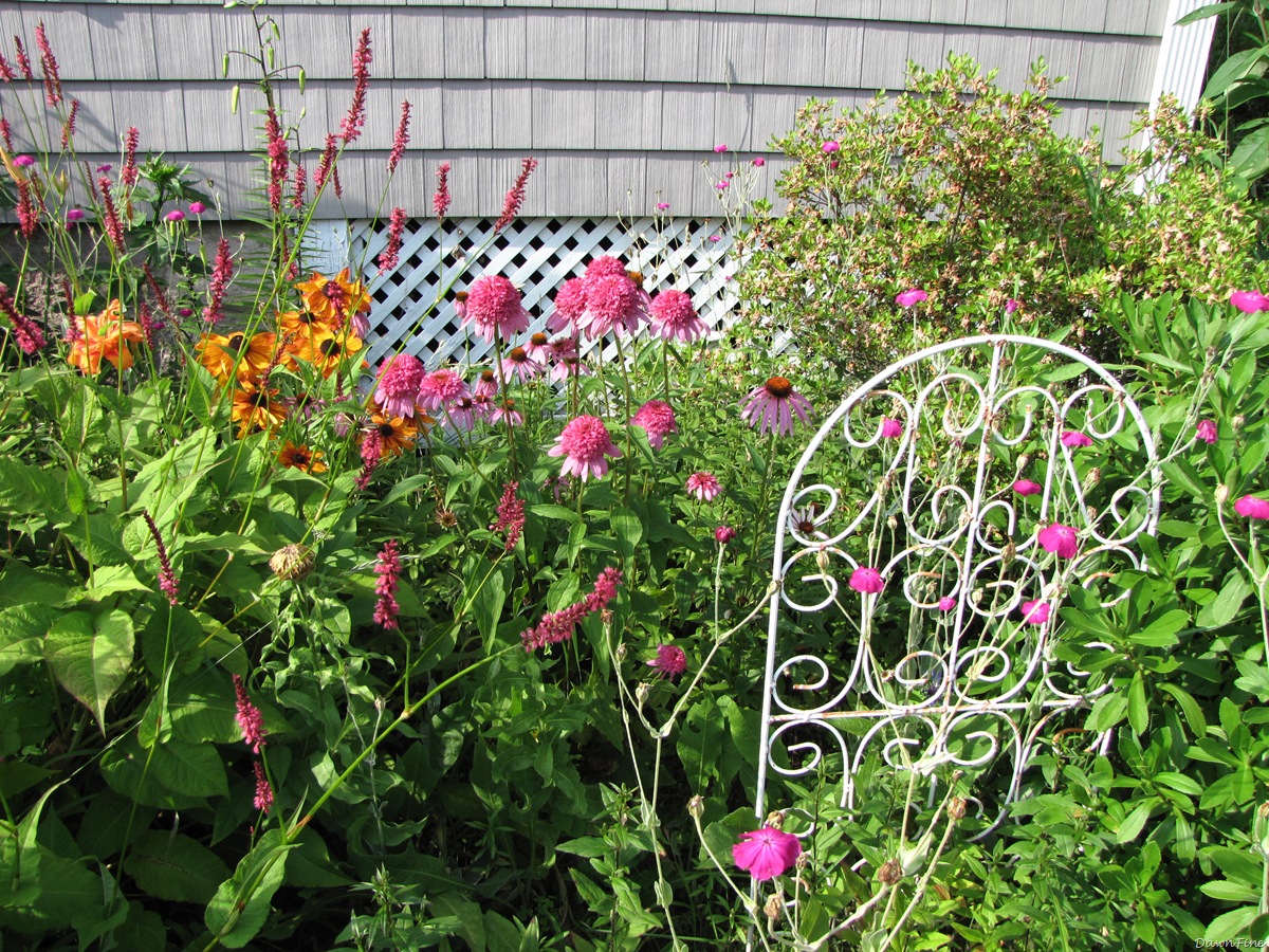 [lorisgarden_20090718_0012.jpg]