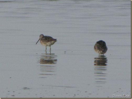 Birding chatham_20090804_029