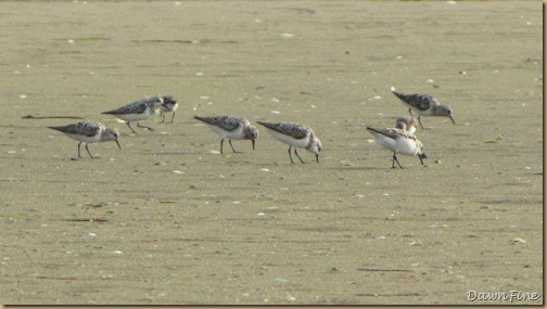 Birding chatham_20090804_045