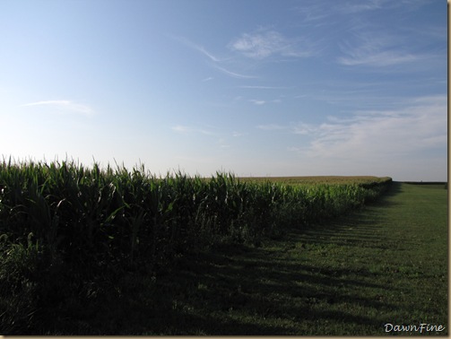 corn, walmart, hawk, IL_20090813_020