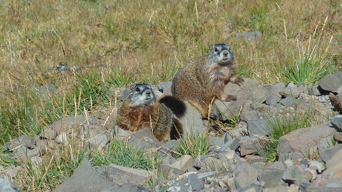 [mtwashburnhike_20090902_0442.jpg]