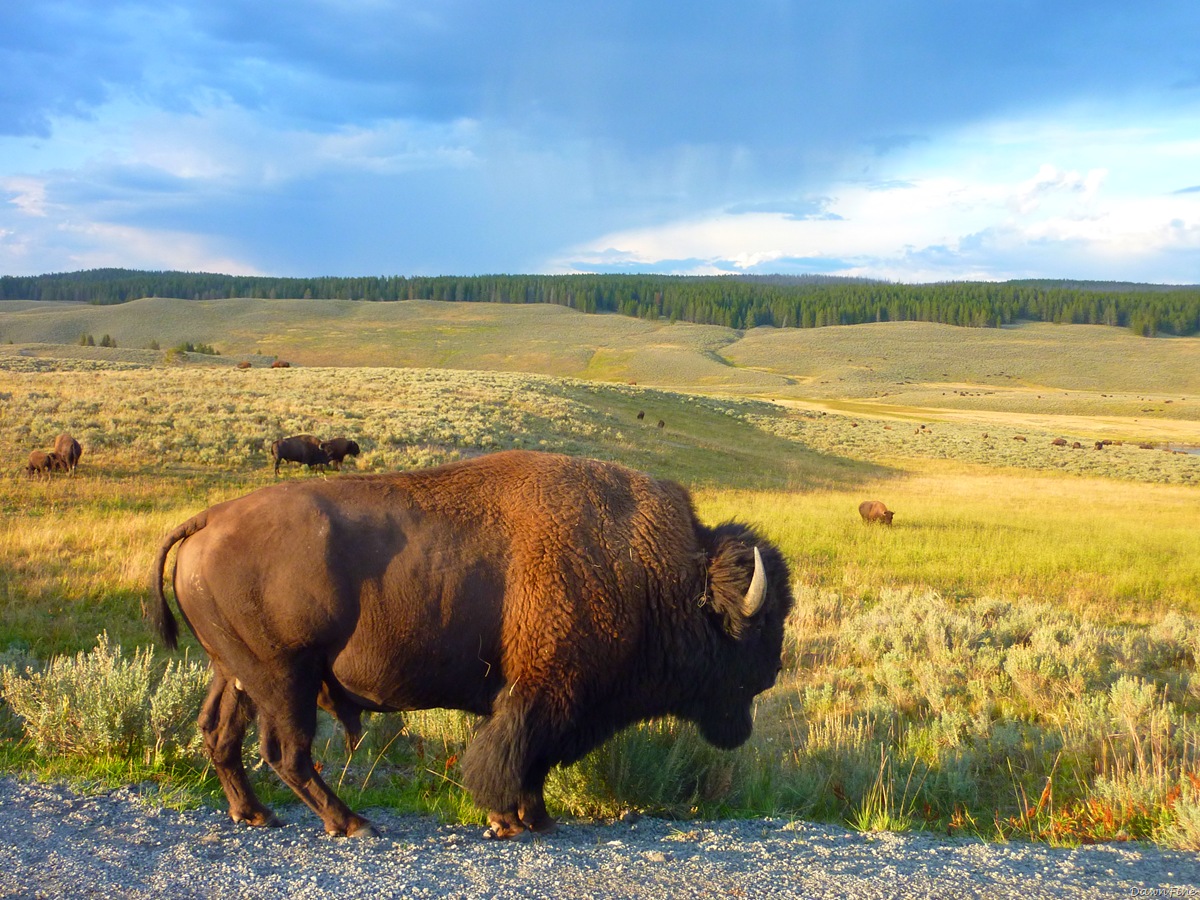 [mammoth to yellowstone lake car tour_20090903_133.jpg]