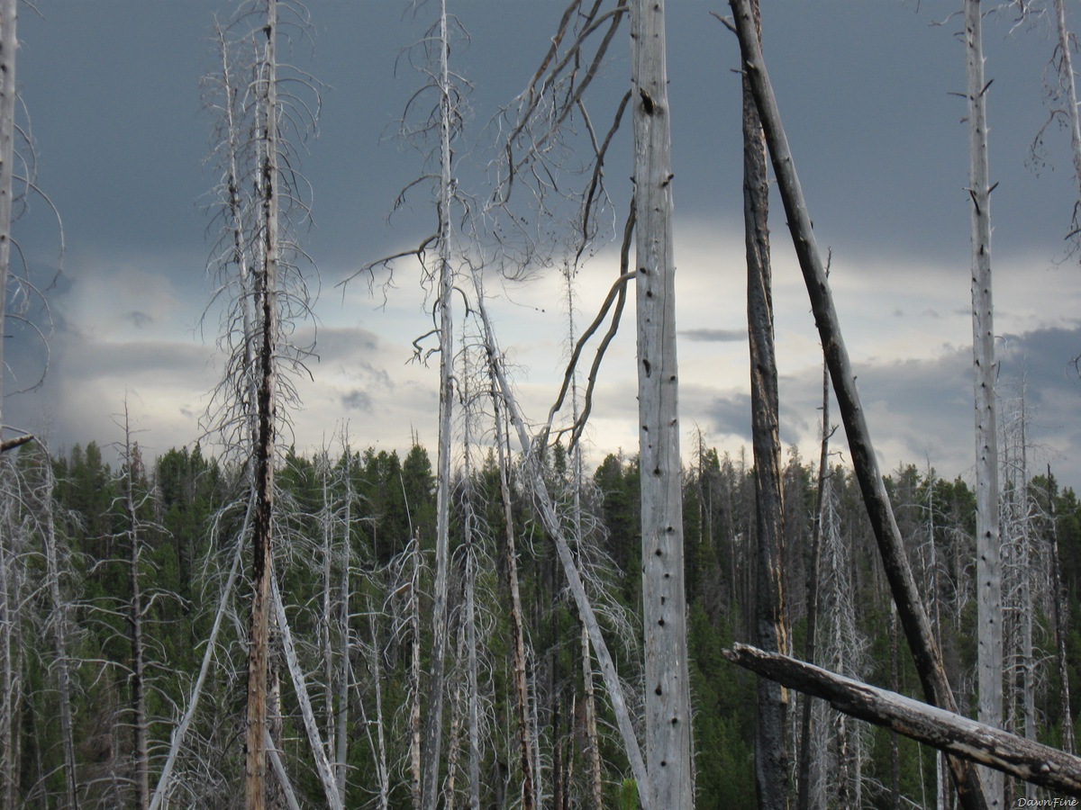 [YellowstoneJeffspics_20090906_0642.jpg]