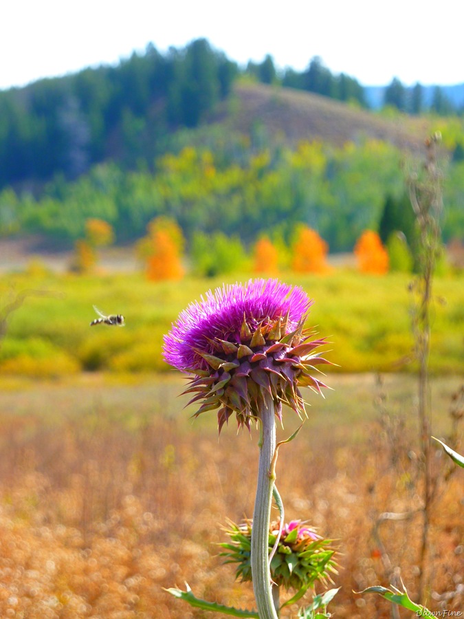 [twooceanlakehike_20090914_1517.jpg]