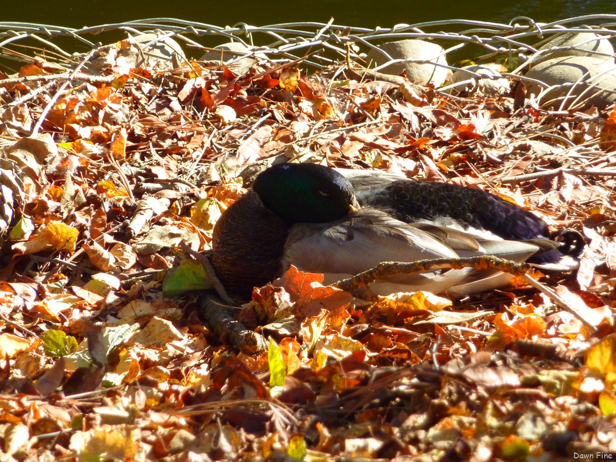 [UC Davis_021[3].jpg]