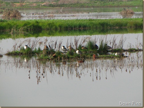 Consumnes birding_032 Consumnes birding_032