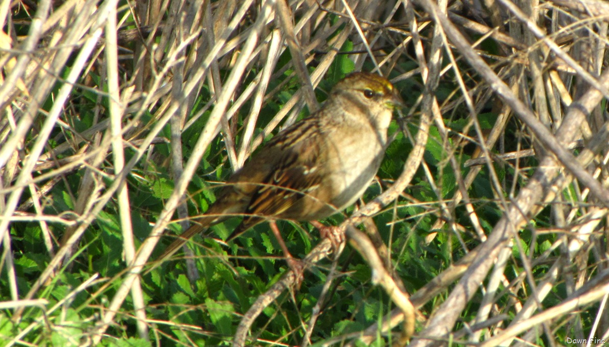 [Consumnesbirding_11513.jpg]