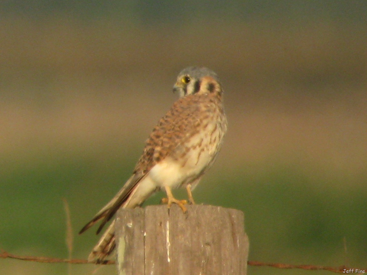 [Consumnesjeffspics_0135.jpg]