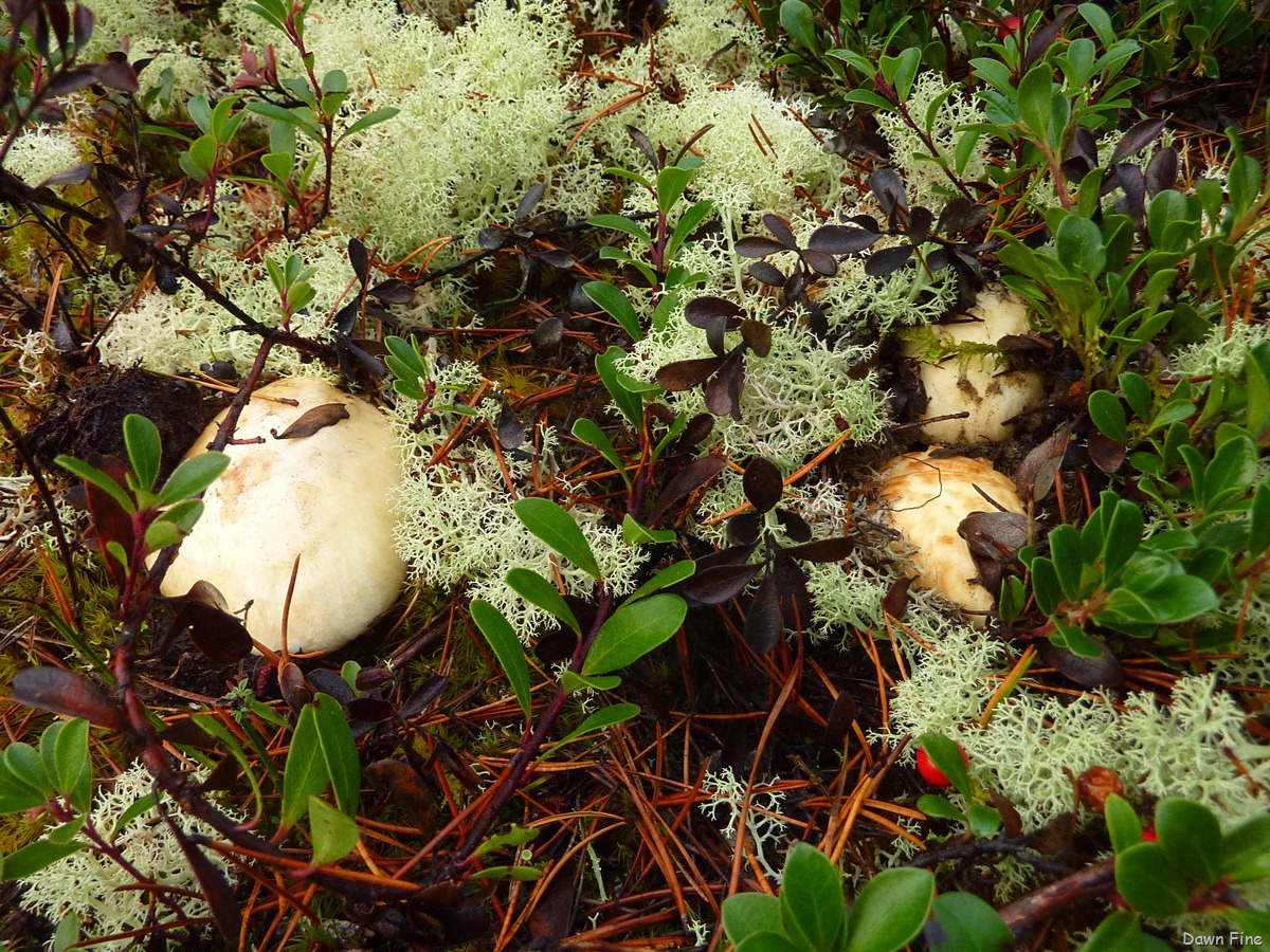 [Mushroom picking sutton_024[2].jpg]