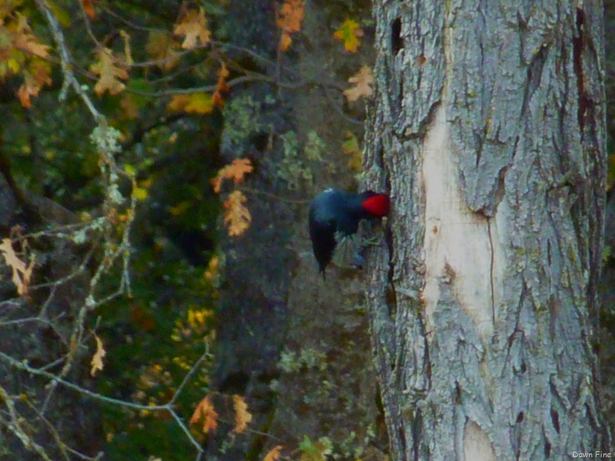 [CaliforniaGoldRushtour_0113.jpg]