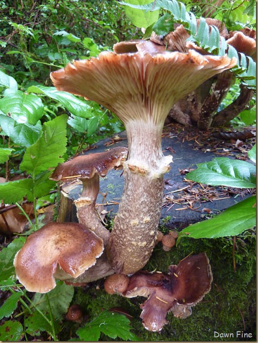 Mushroom picking sutton_042