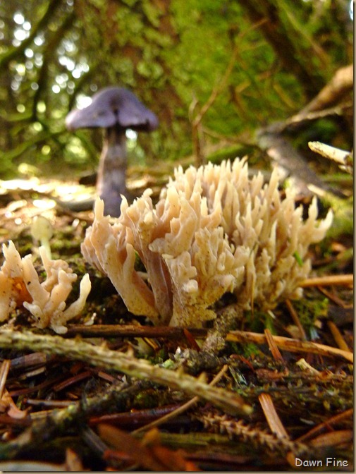 mushrooms_010