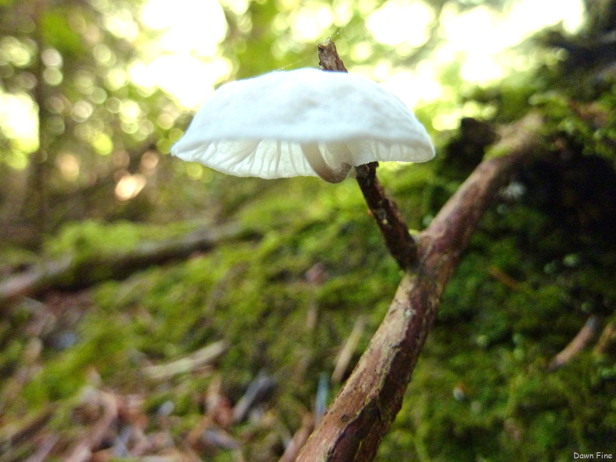 [mushrooms_0072.jpg]