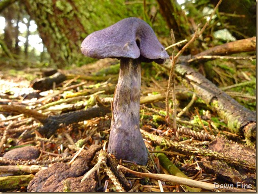 mushrooms_008