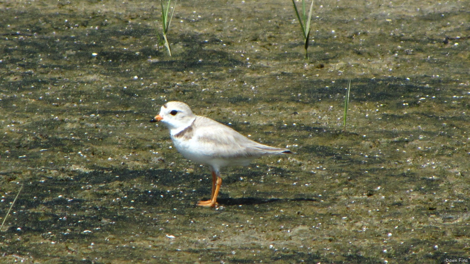 [southbeachbirding_0662.jpg]